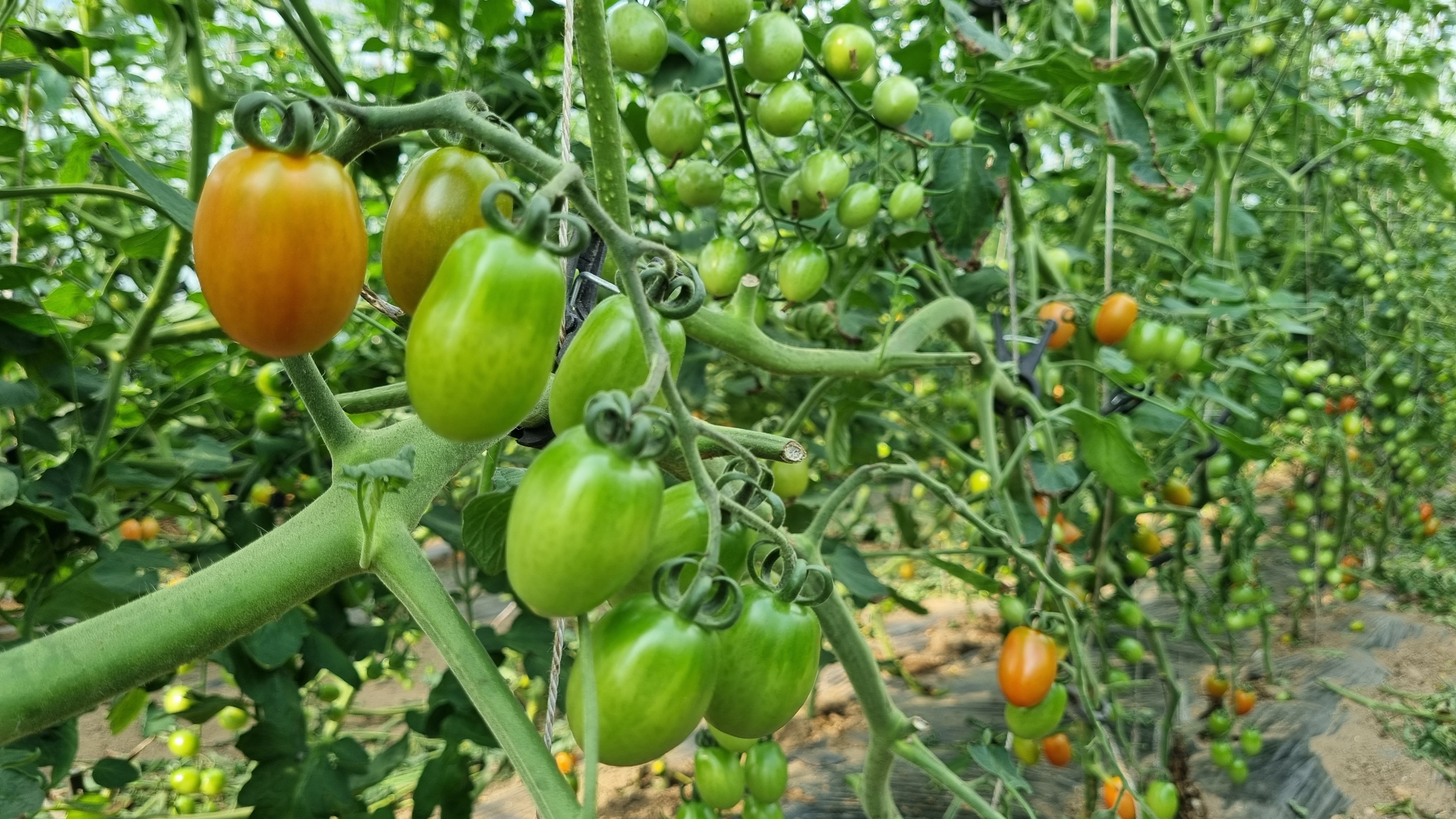 top_banner